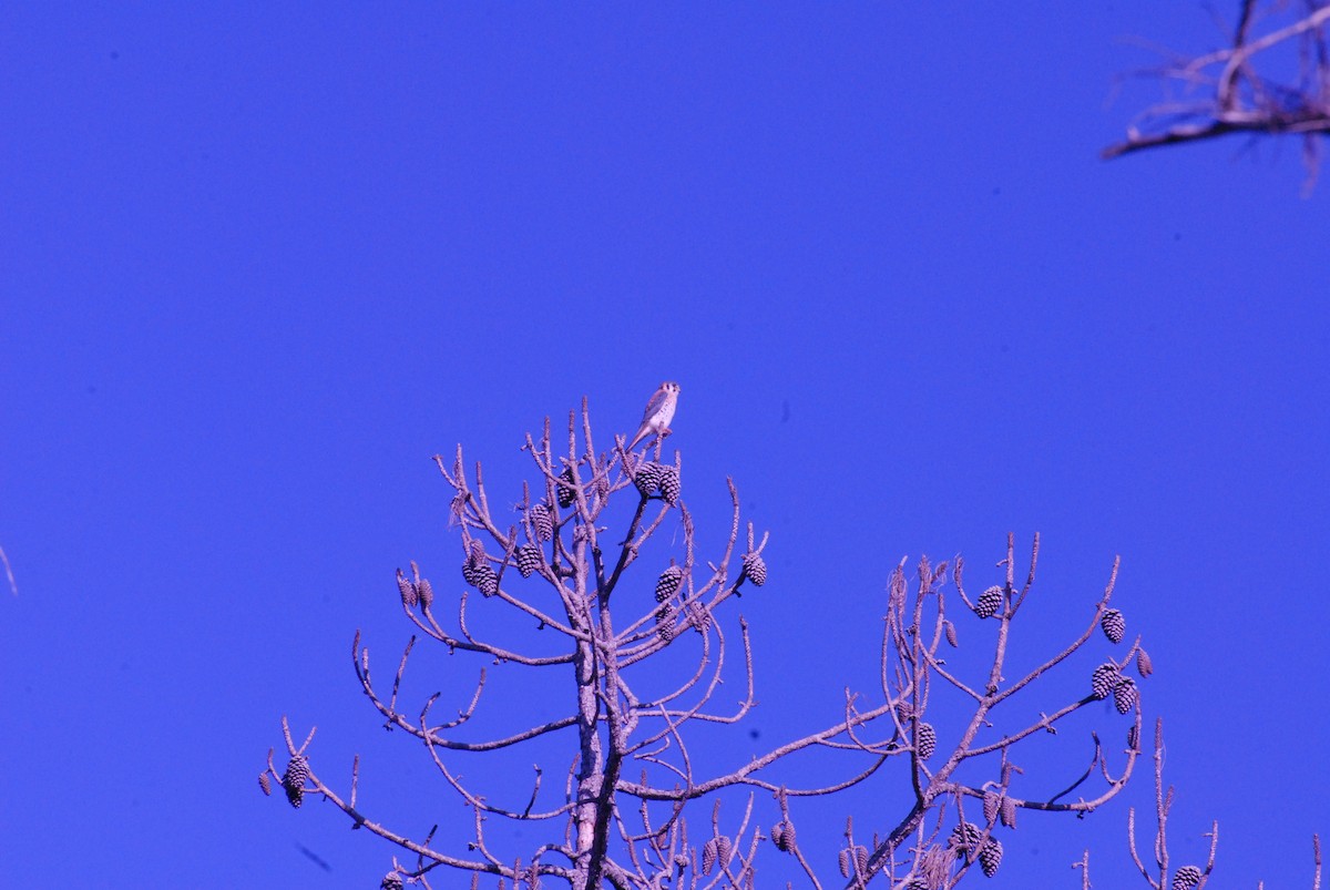 American Kestrel - ML647767805