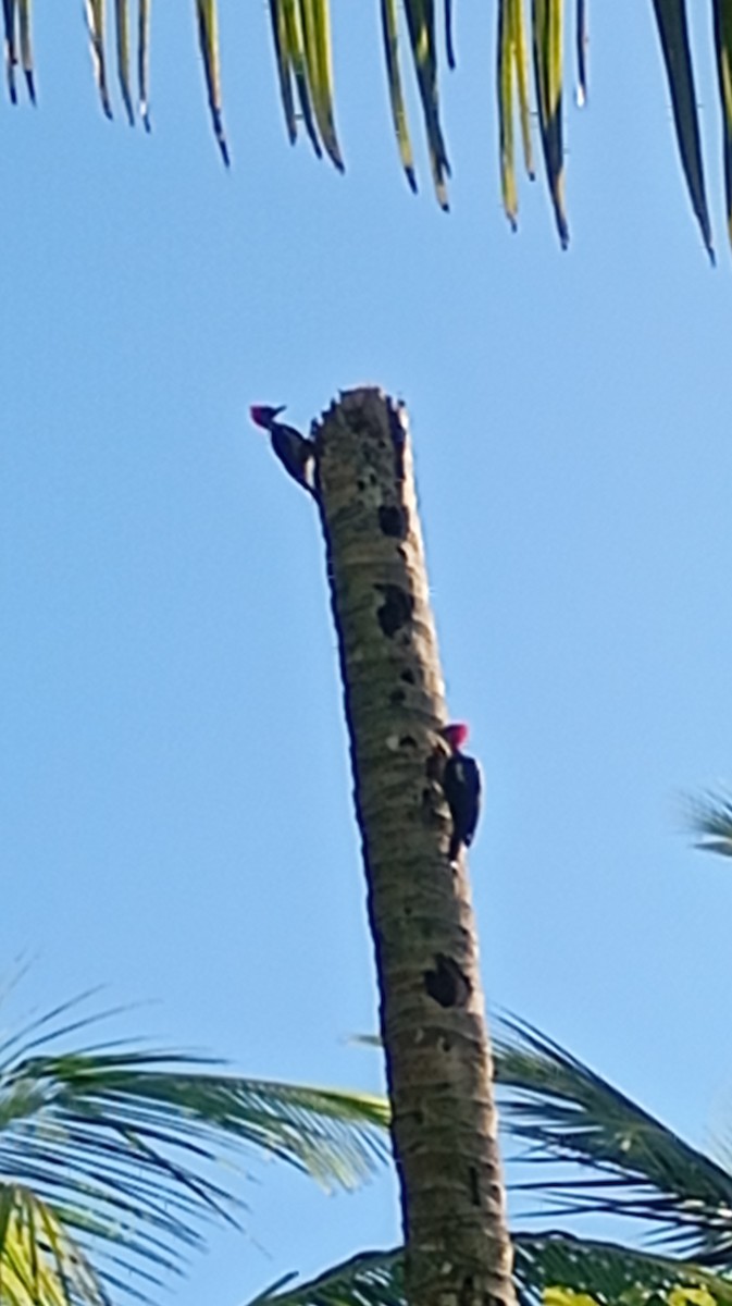 Lineated Woodpecker - ML647767807