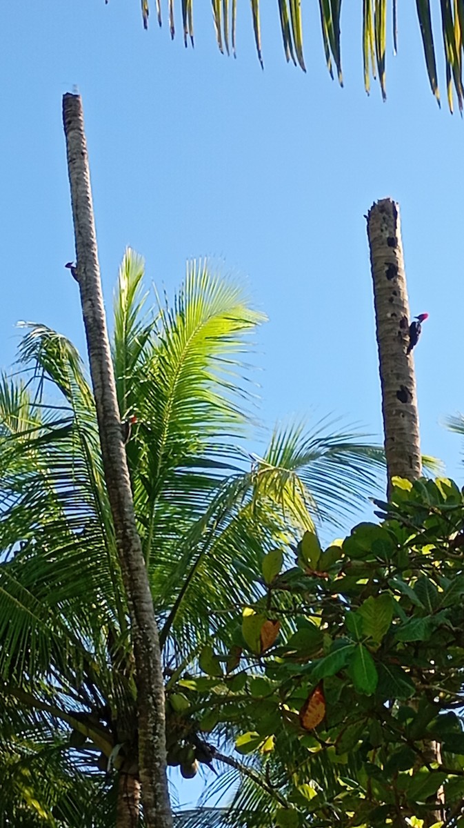 Lineated Woodpecker - ML647767808