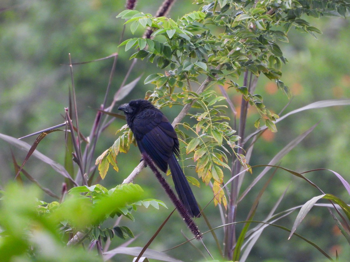 Smooth-billed Ani - ML647767816