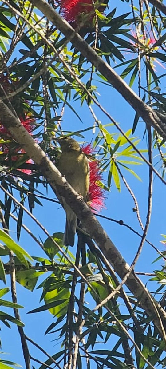 Tennessee Warbler - ML647767817