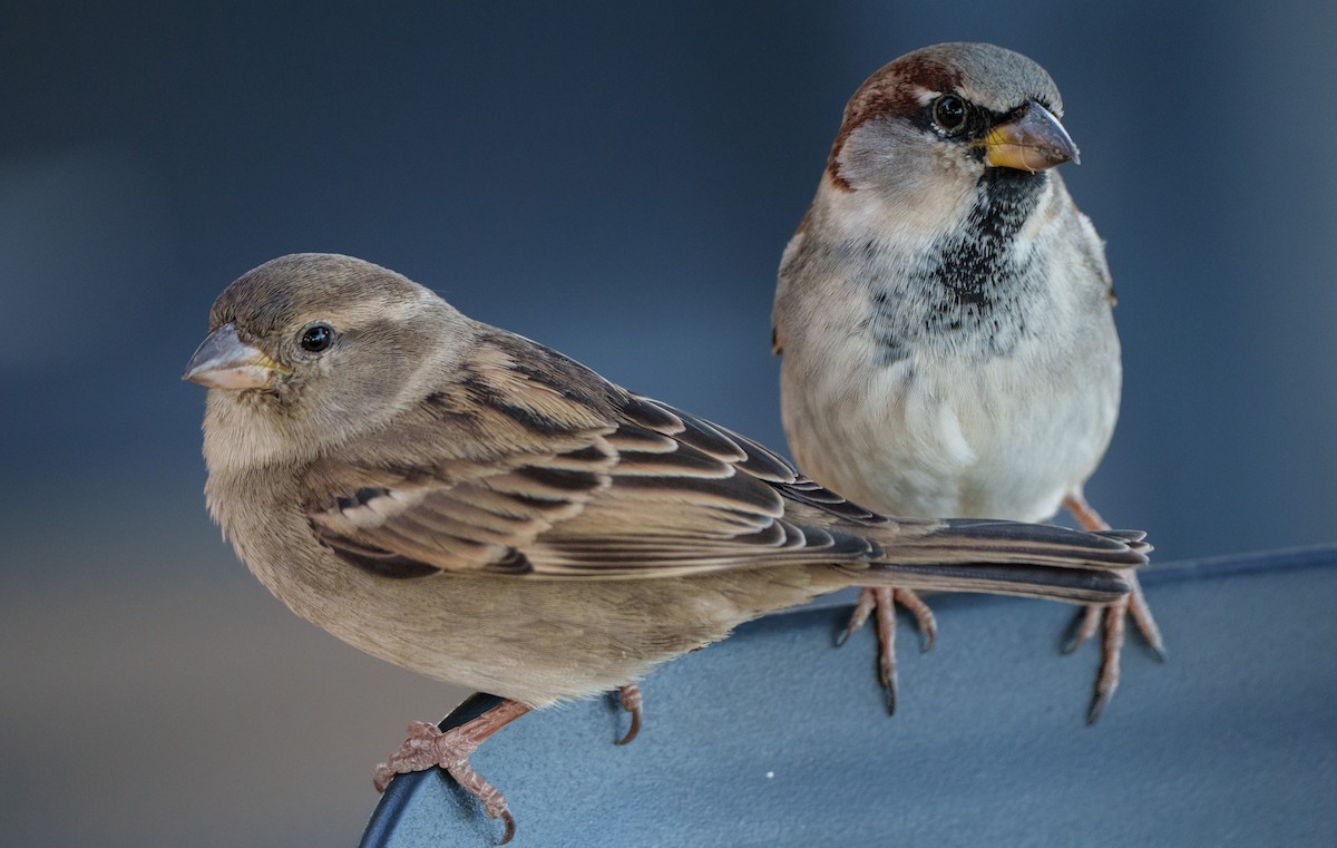 House Sparrow - ML647767818