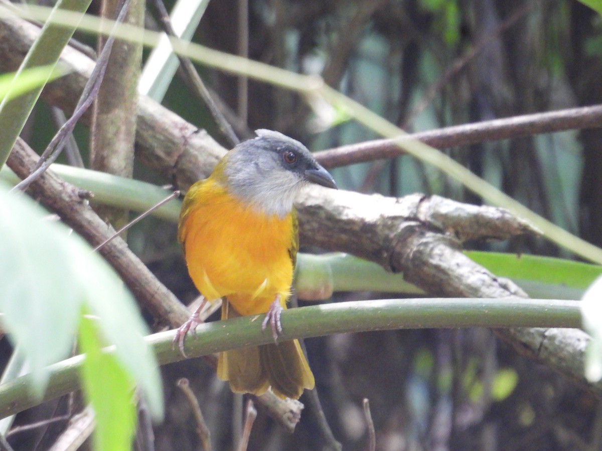 Gray-headed Tanager - ML647767820