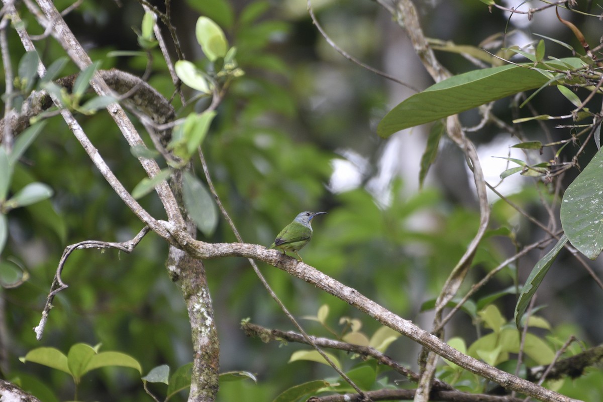 Shining Honeycreeper - ML647767821