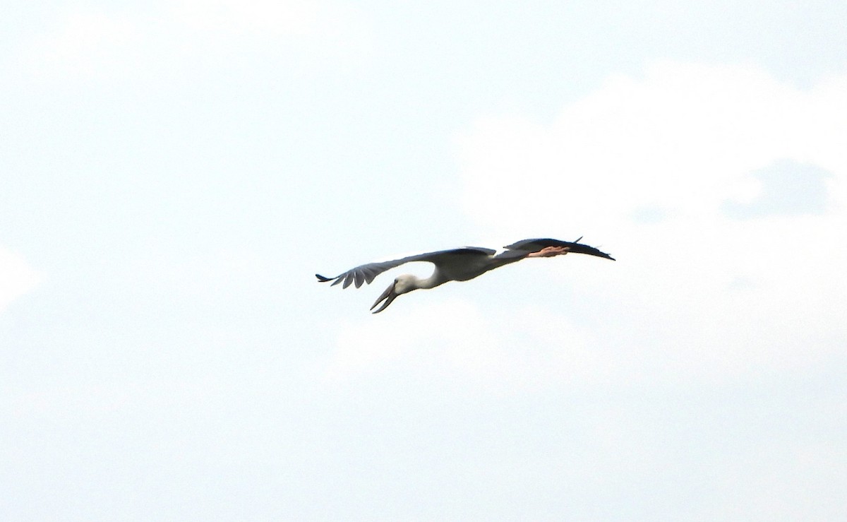 Asian Openbill - ML647767822