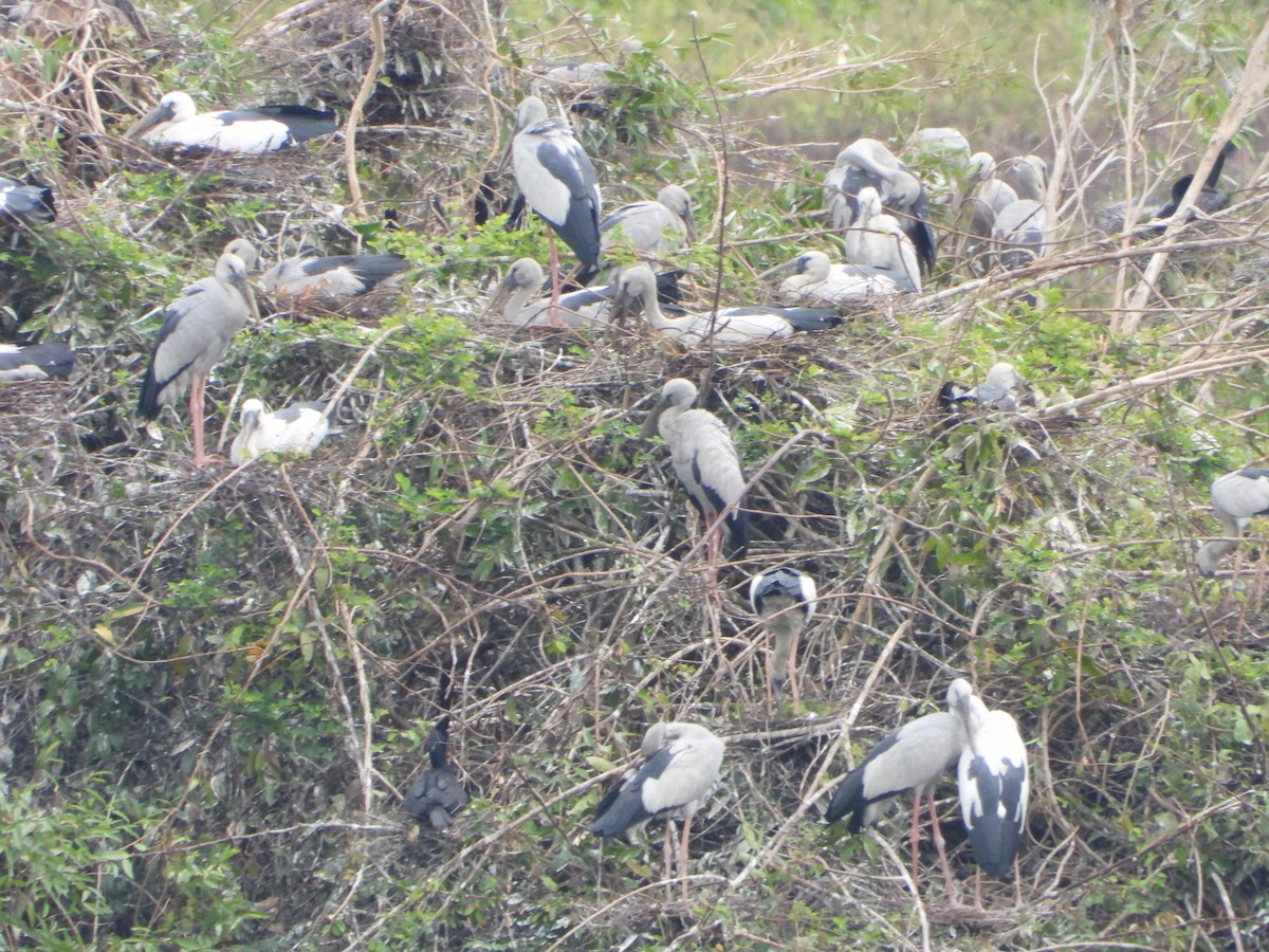 Asian Openbill - ML647767823