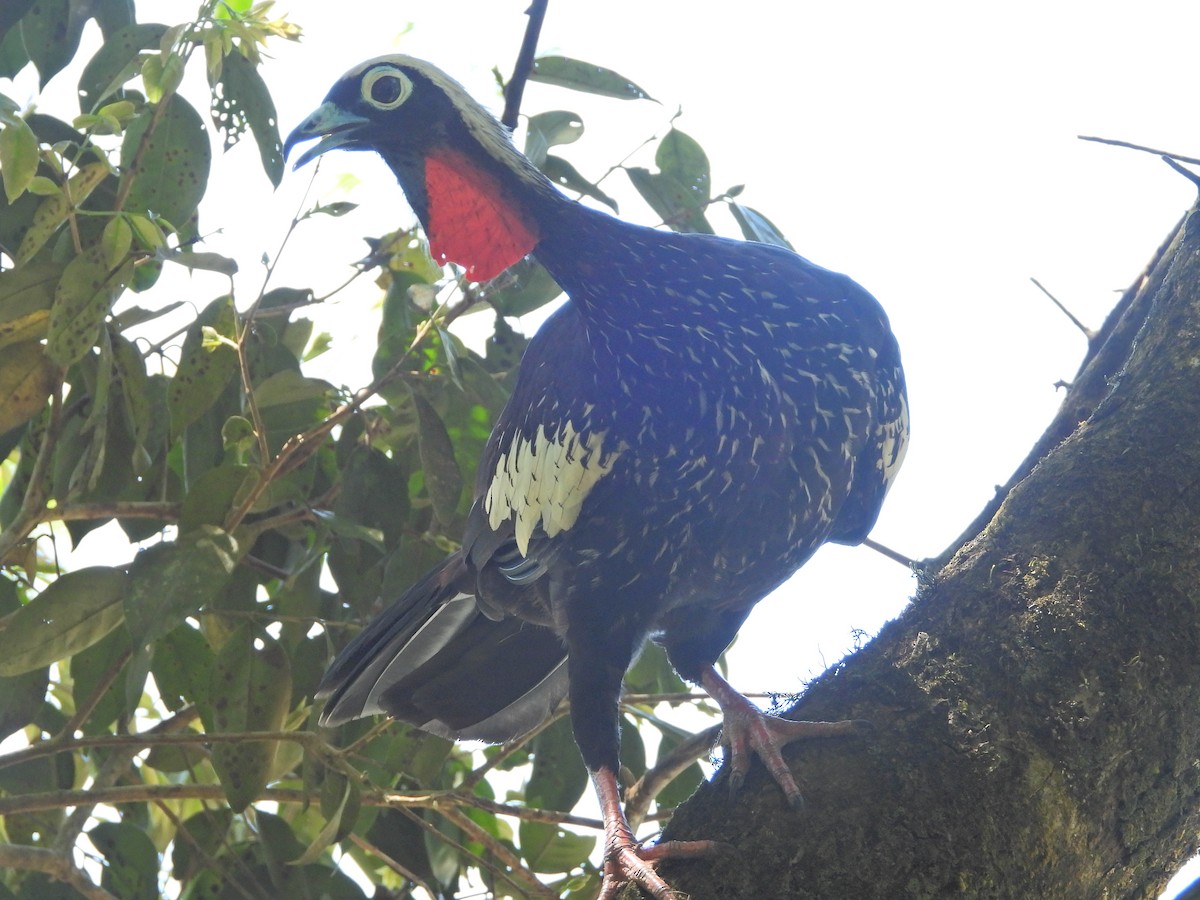 Black-fronted Piping-Guan - ML647767824