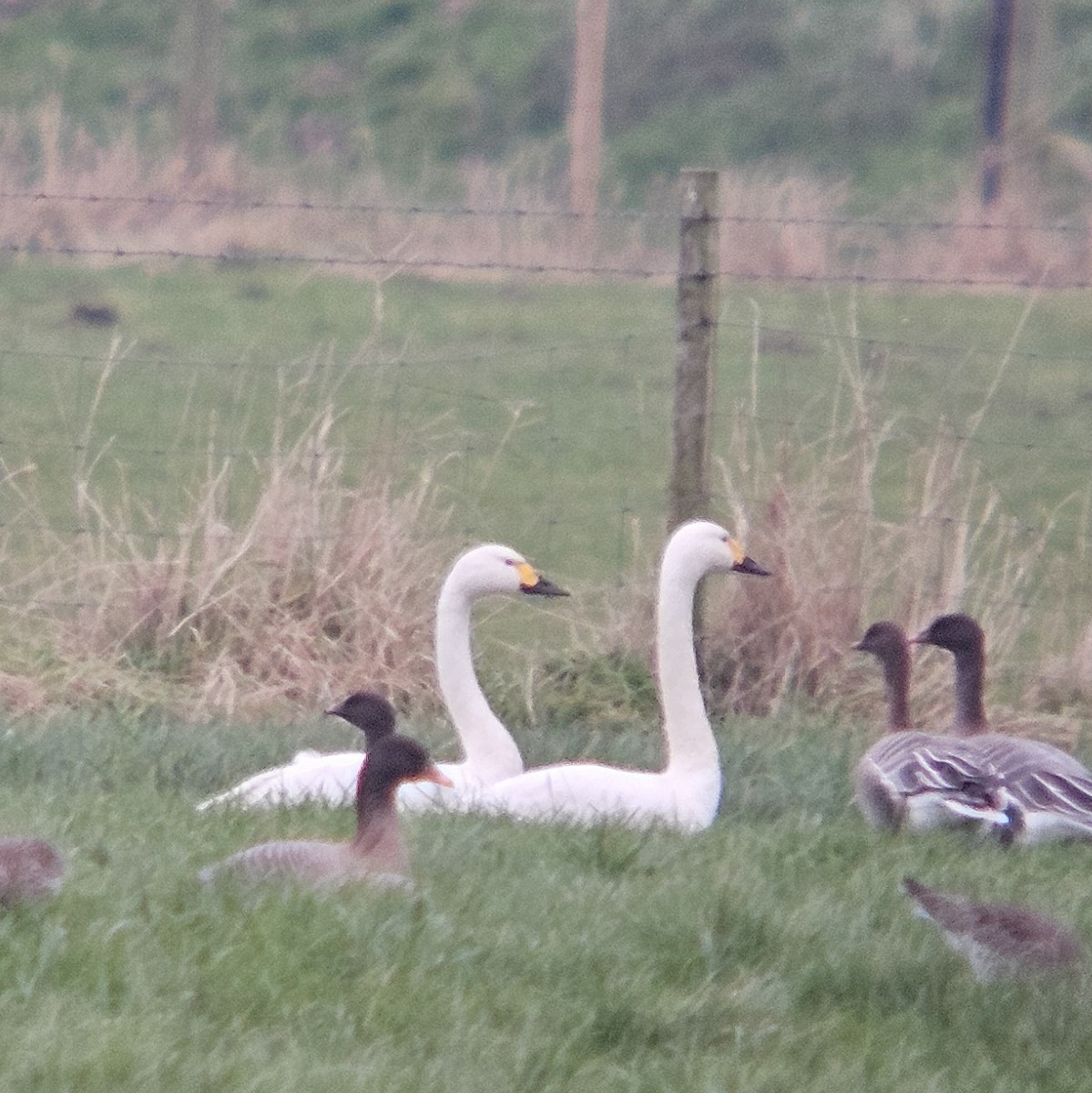 Tundra Swan - ML647767825