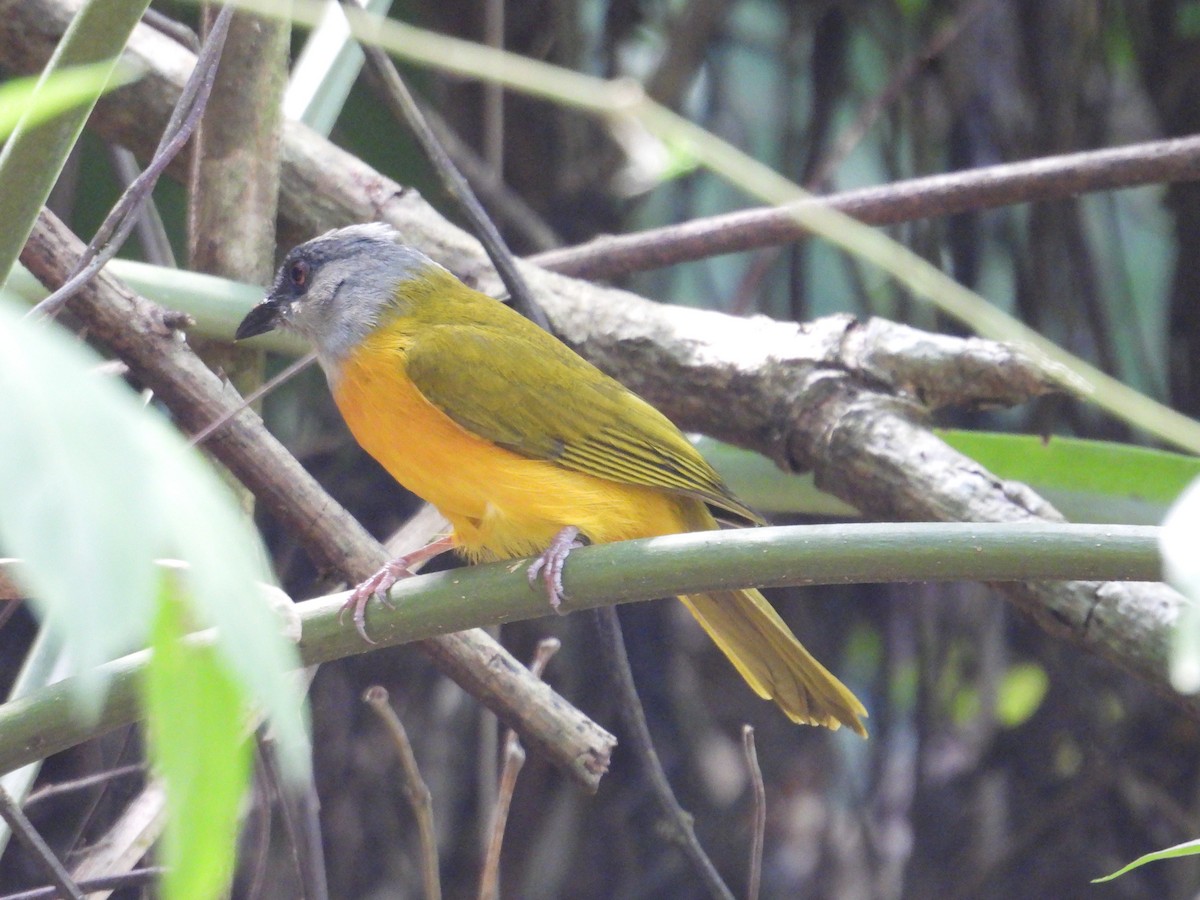Gray-headed Tanager - ML647767826