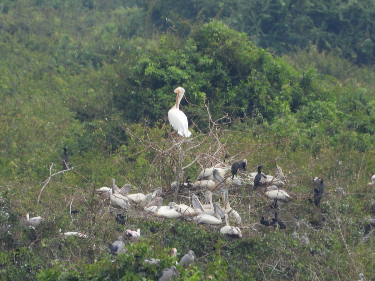 Great White Pelican - ML647767827