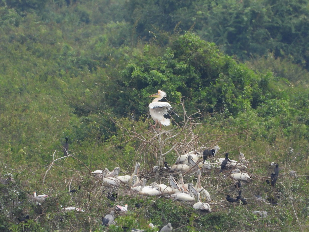 Great White Pelican - ML647767828
