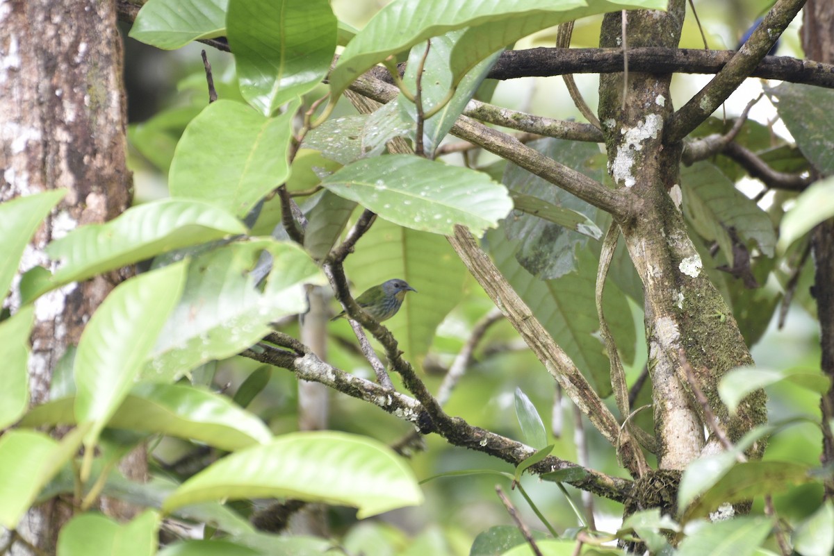 Shining Honeycreeper - ML647767837