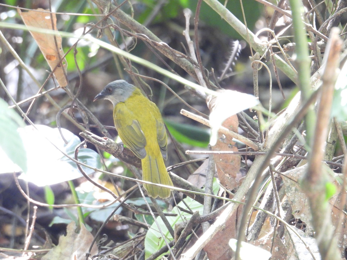 Gray-headed Tanager - ML647767838