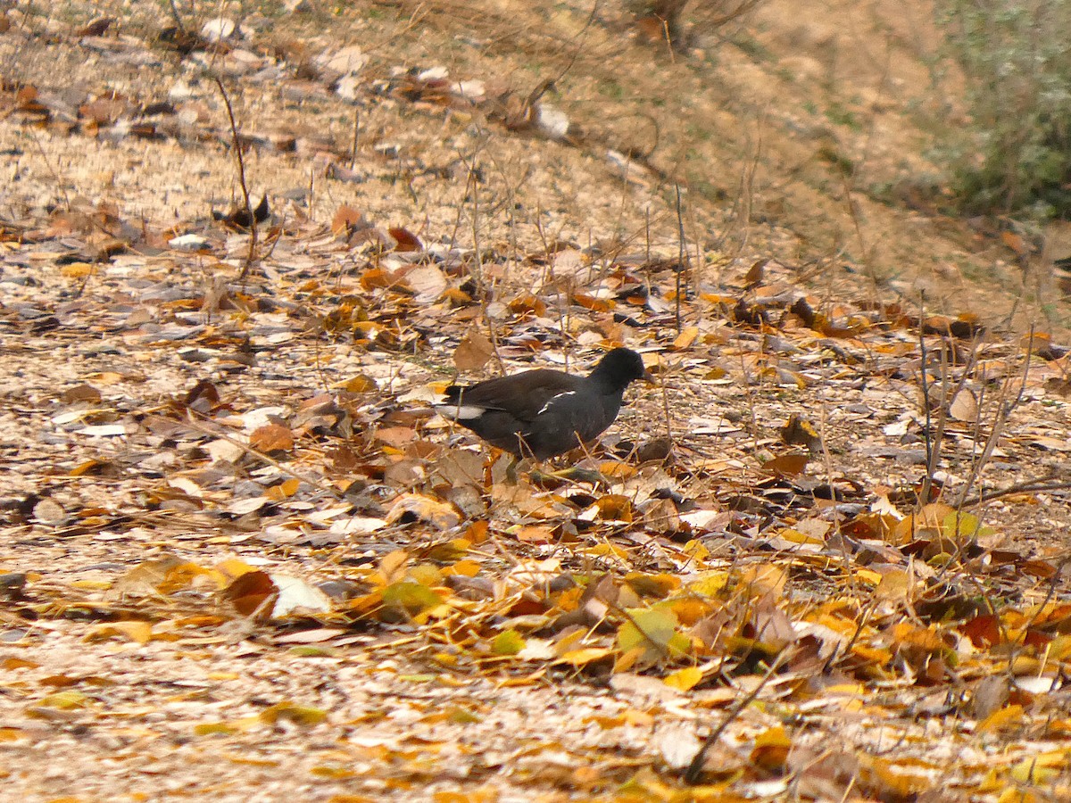 Eurasian Moorhen - ML647767839