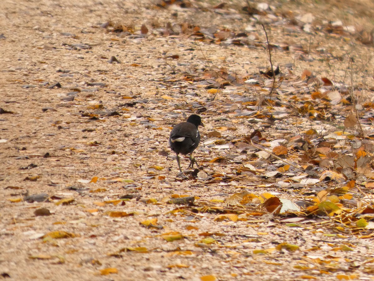 Eurasian Moorhen - ML647767840