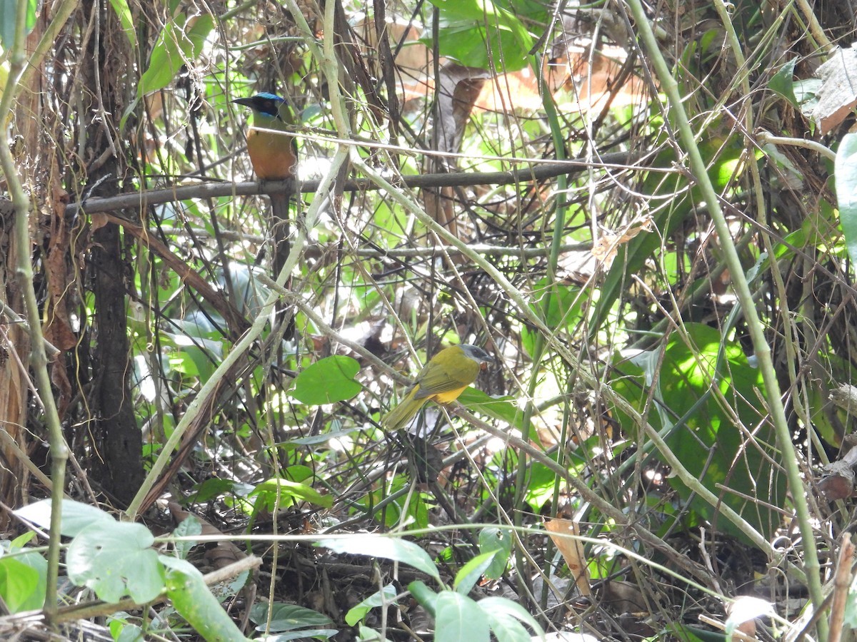 Gray-headed Tanager - ML647767841