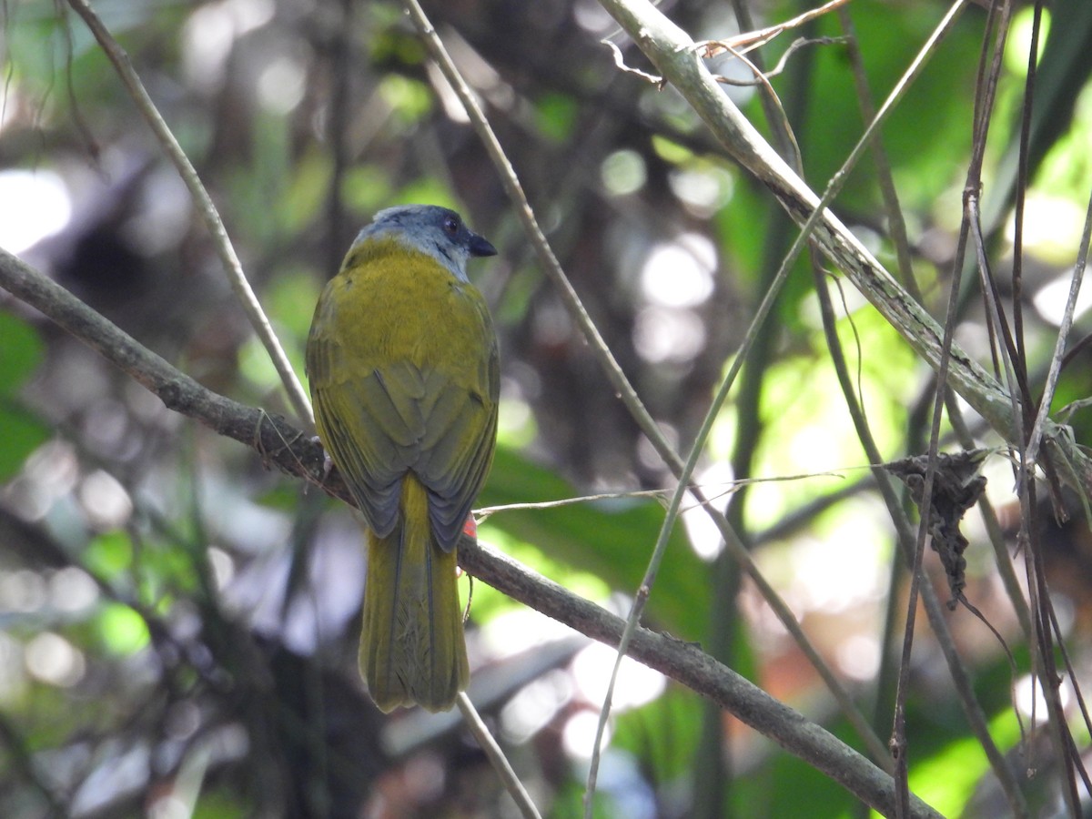 Gray-headed Tanager - ML647767844