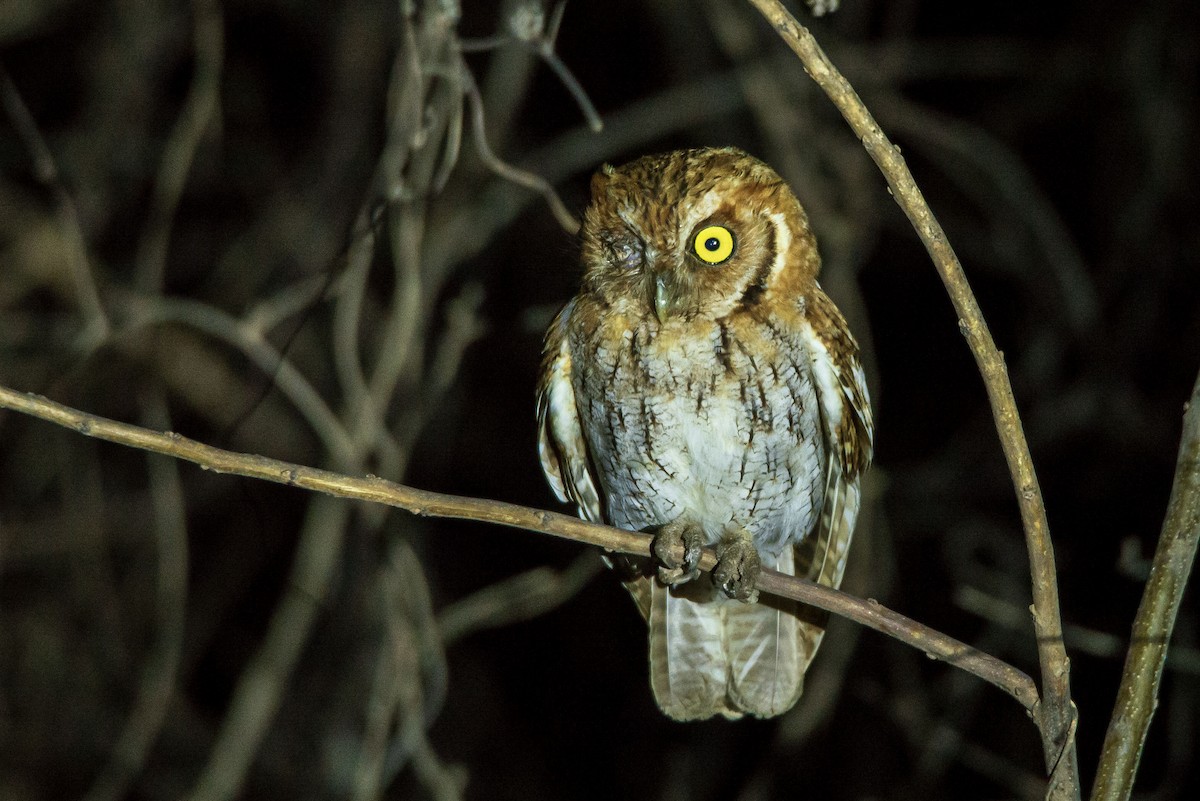 Tropical Screech-Owl - ML647767845