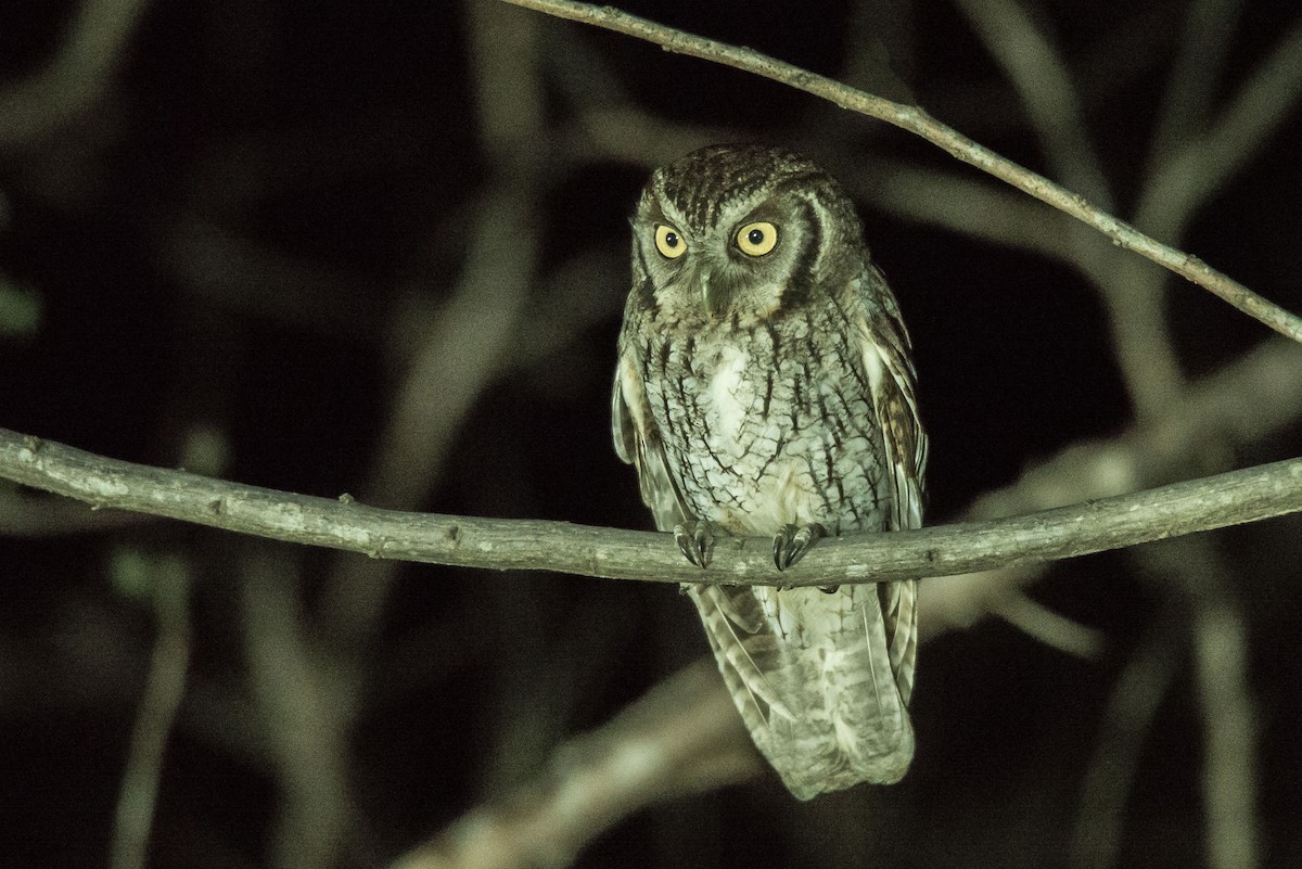 Tropical Screech-Owl - ML647767846