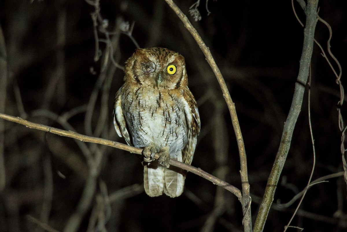 Tropical Screech-Owl - ML647767847