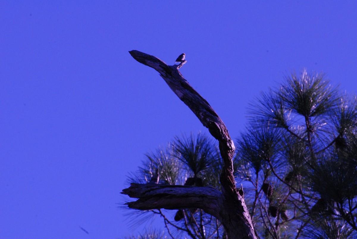 Brown-headed Nuthatch - ML647767850