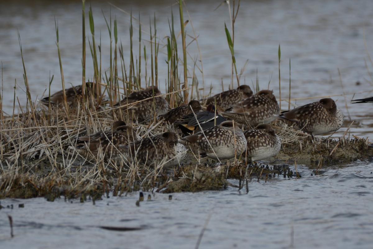 Marbled Duck - ML647767851