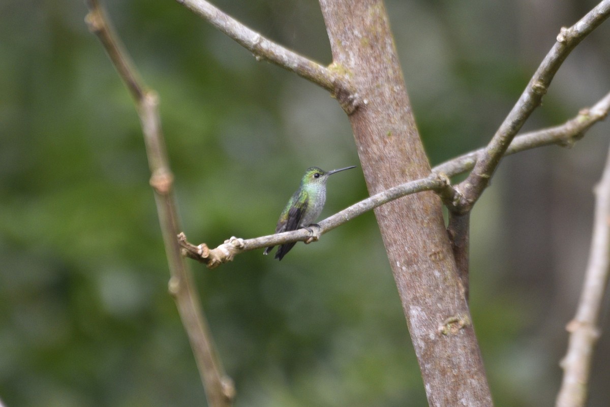 Roadside Hawk - ML647767872