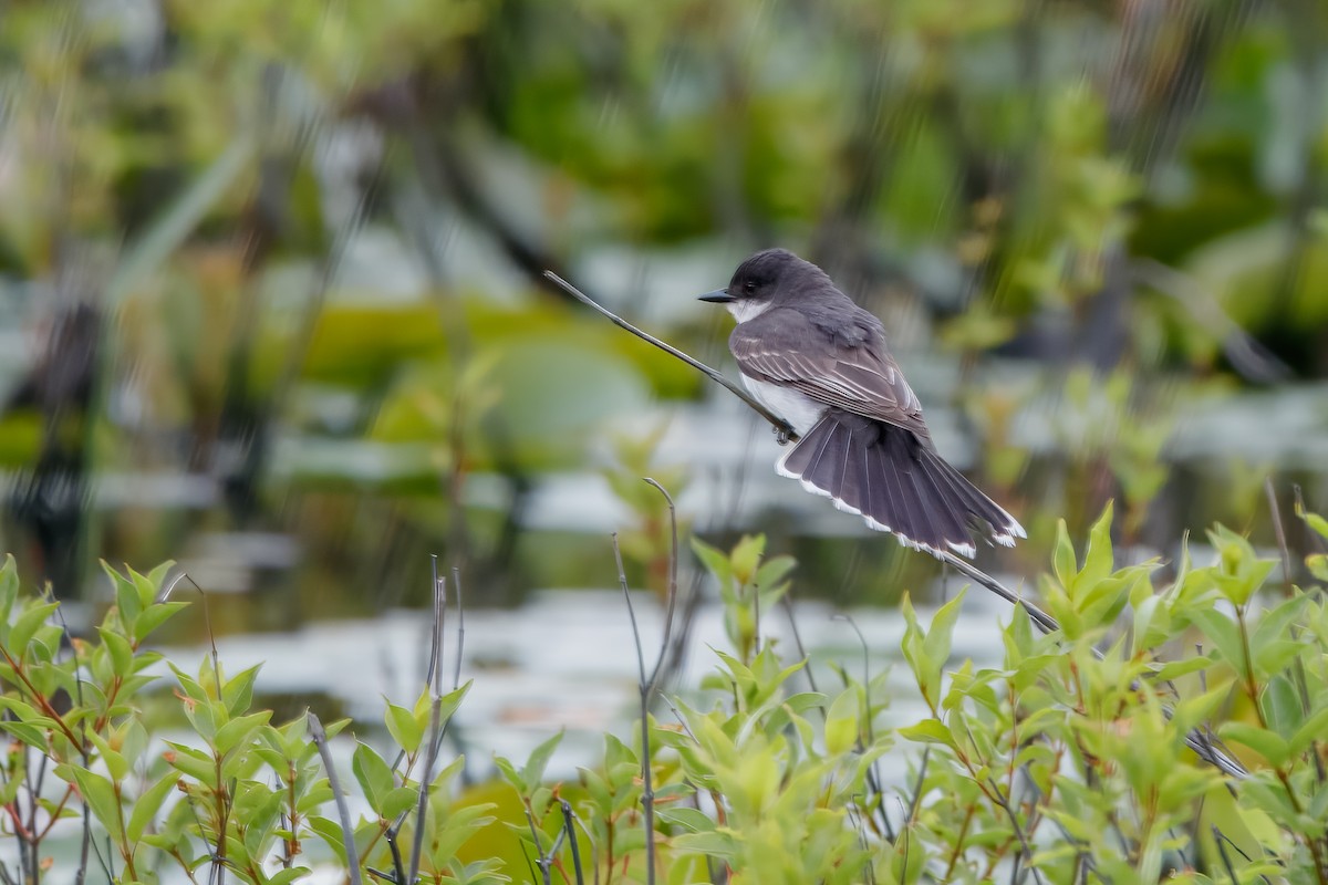 Tyran tritri - ML647767881