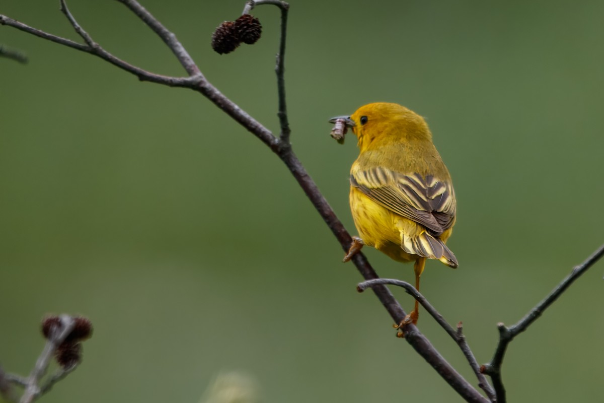 Northern Yellow Warbler - ML647767883