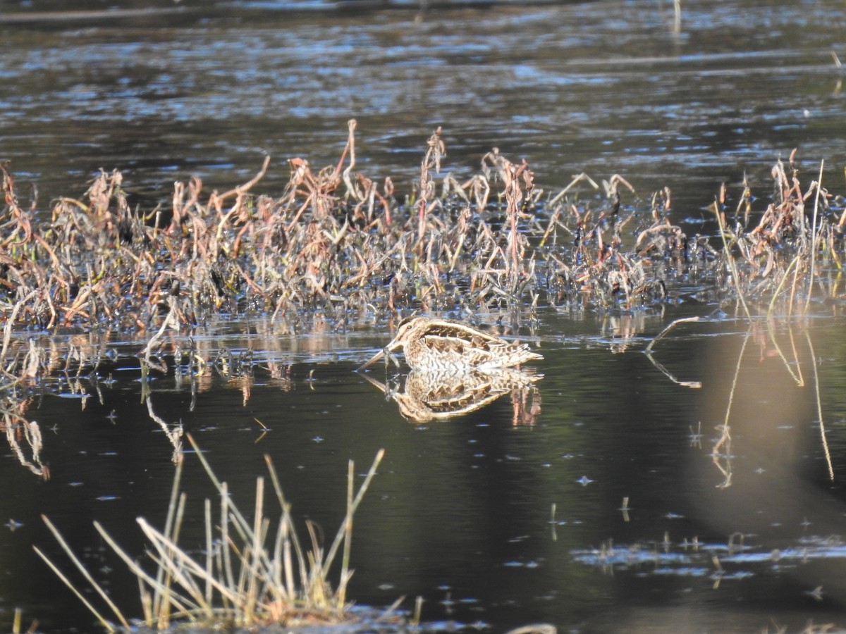 Agachadiza Común - ML647767887