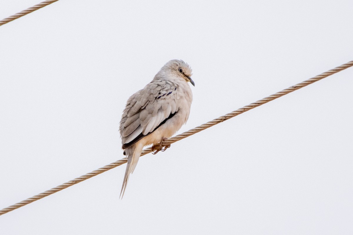 Picui Ground Dove - ML647767888