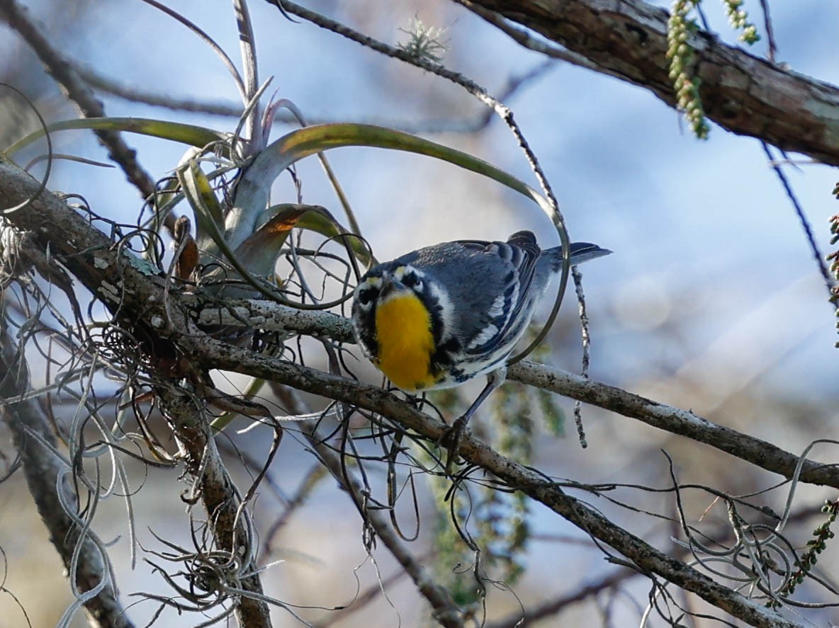 Paruline à gorge jaune - ML647767935