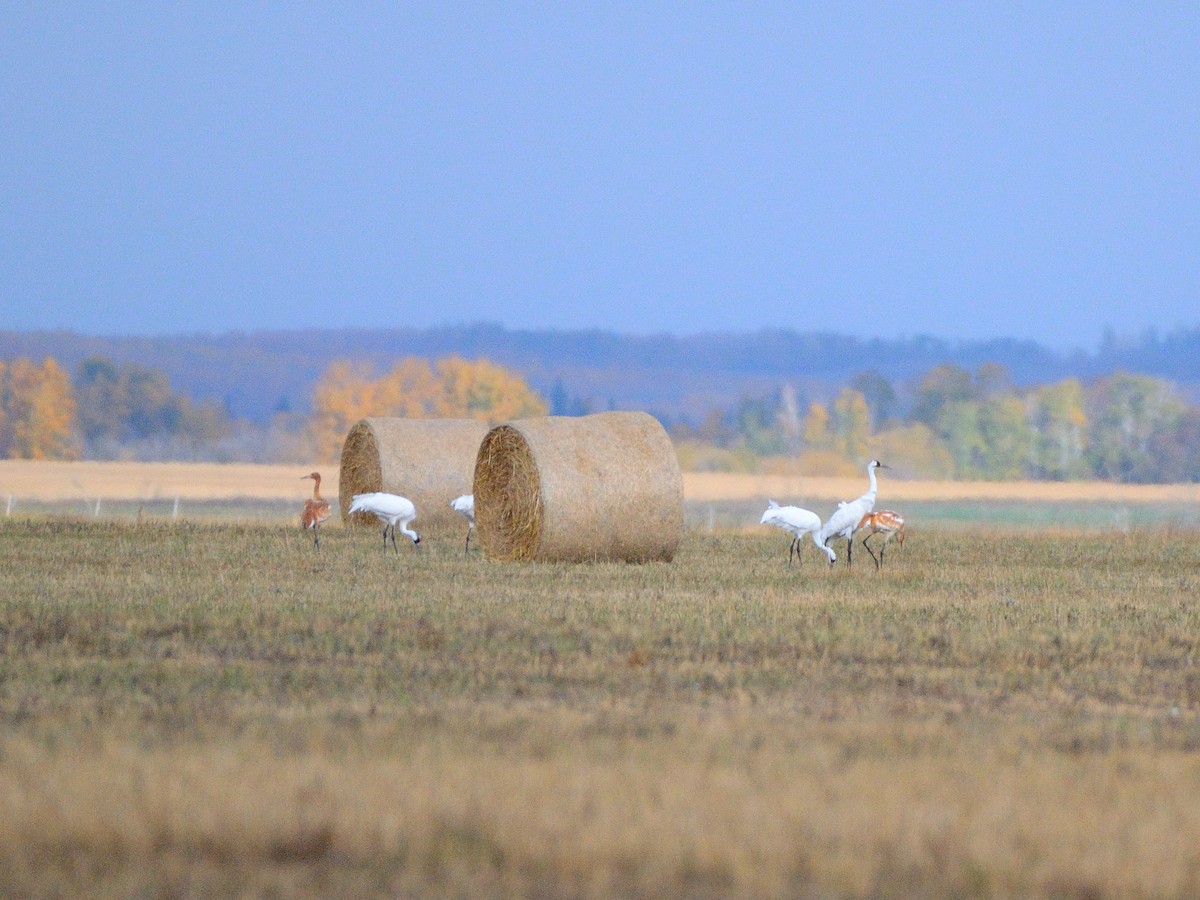 Whooping Crane - ML647767946