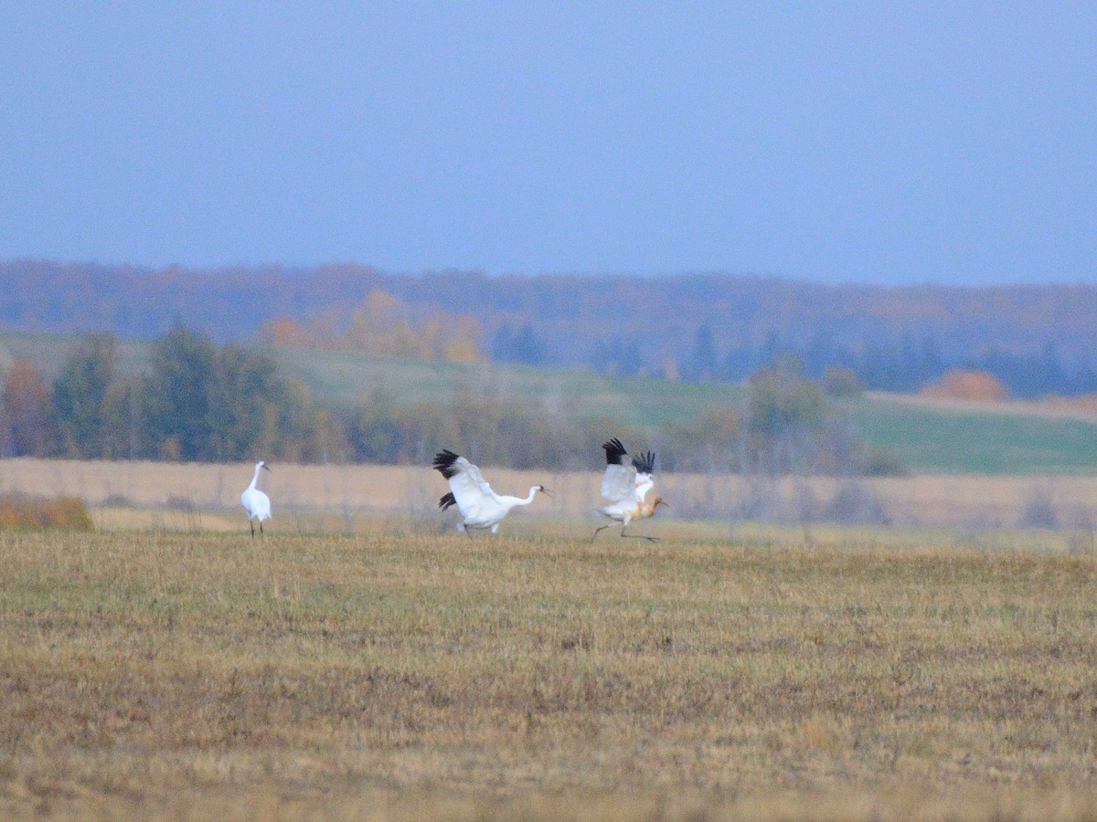 Whooping Crane - ML647767947