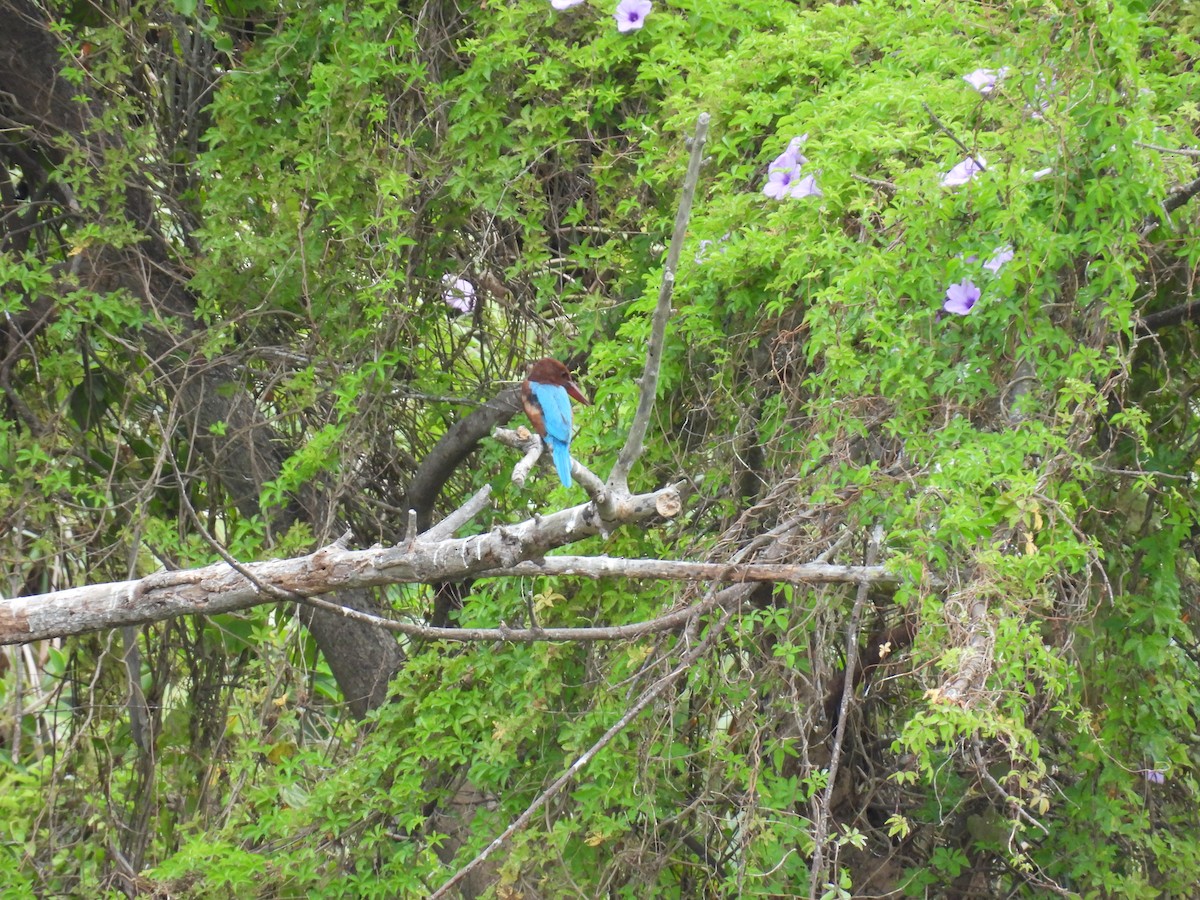 İzmir Yalıçapkını - ML647767961