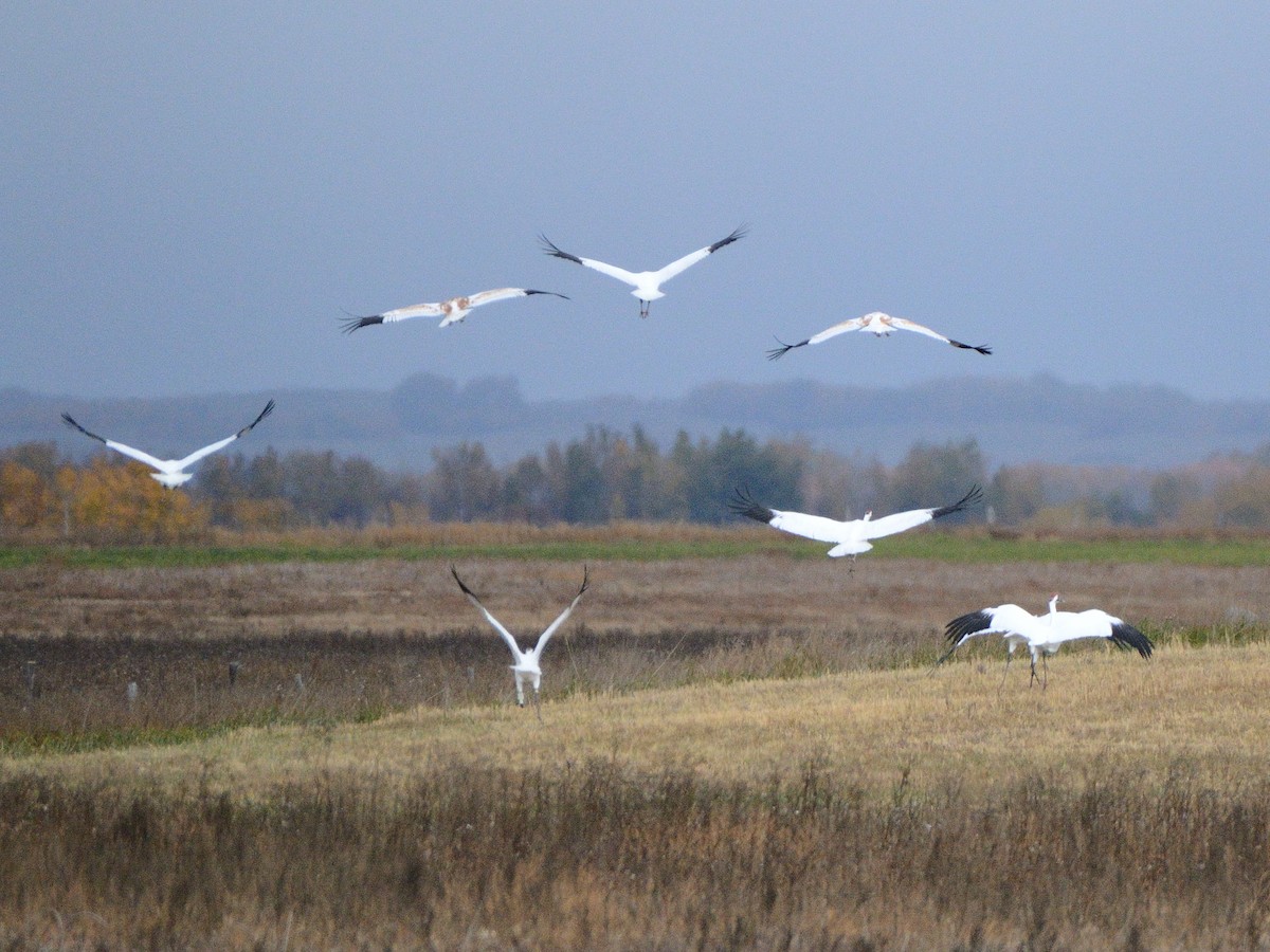Whooping Crane - ML647767970