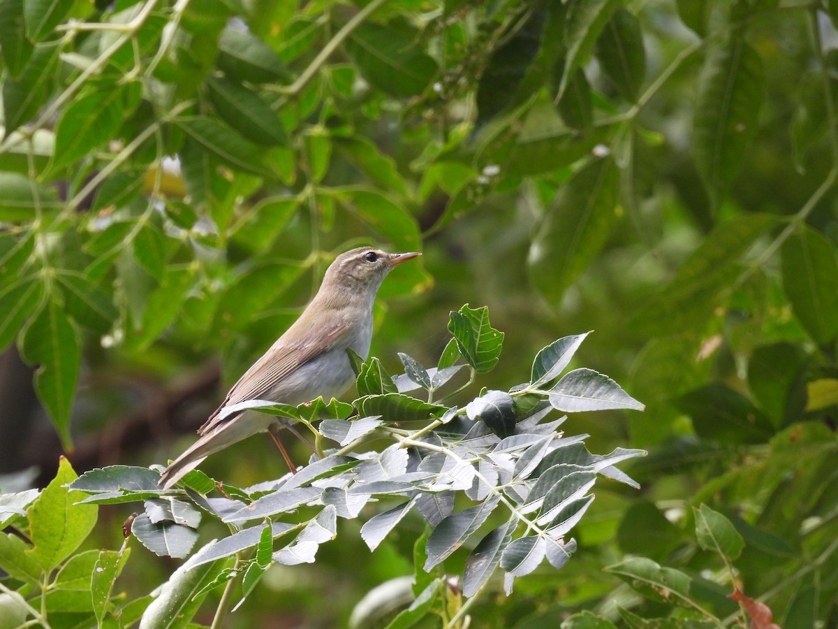 Kuzey Çıvgını - ML647767971