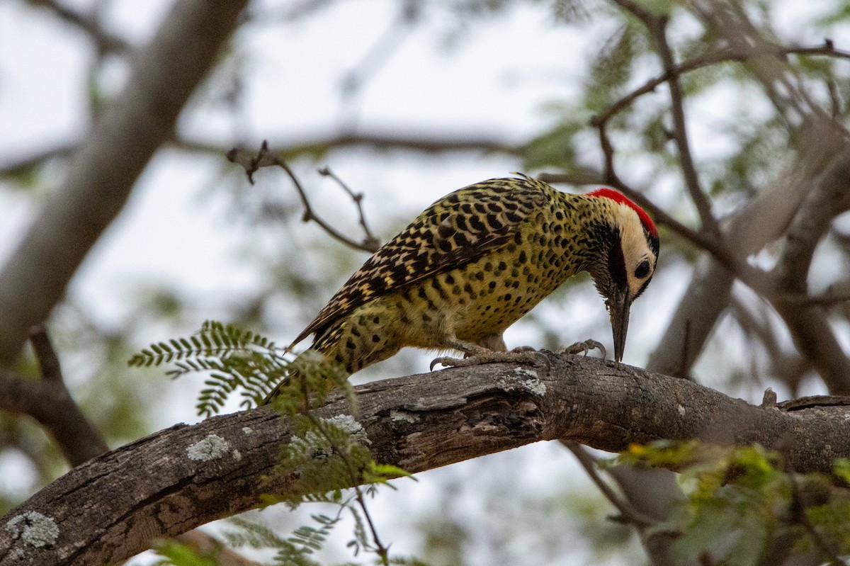 Green-barred Woodpecker - ML647767974
