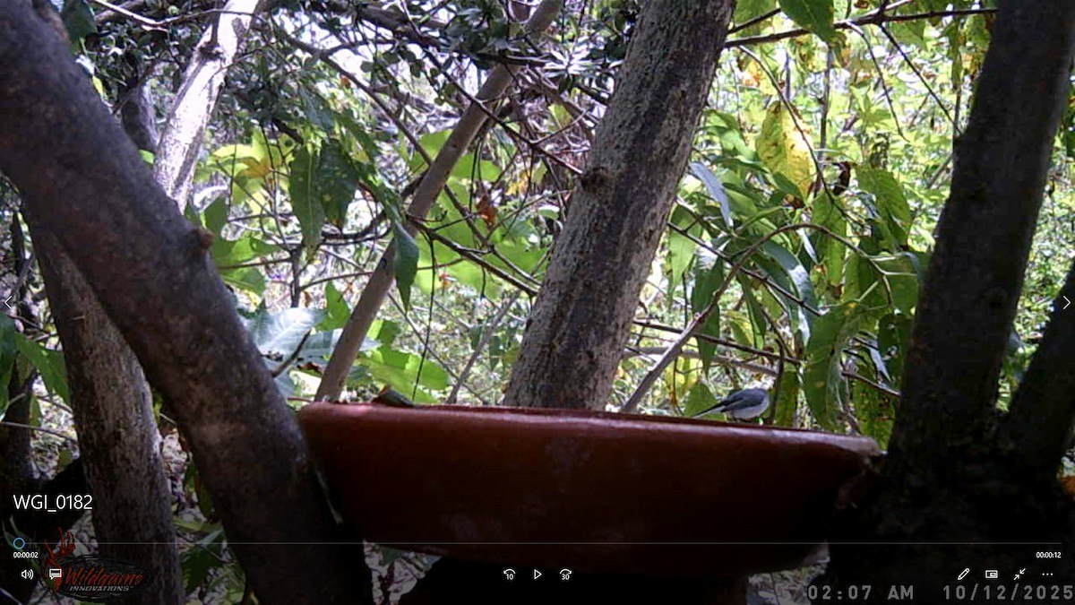 Blue-gray Gnatcatcher - ML647767978