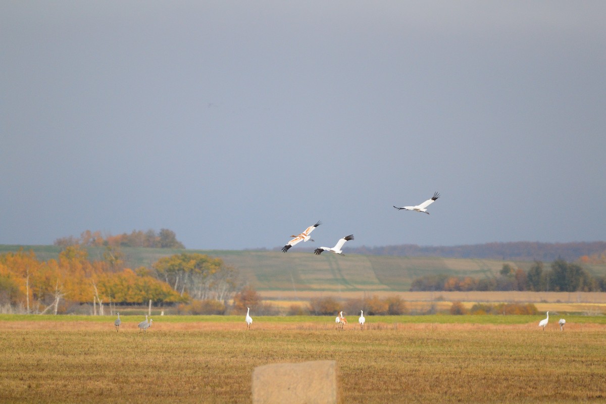 Whooping Crane - ML647767980