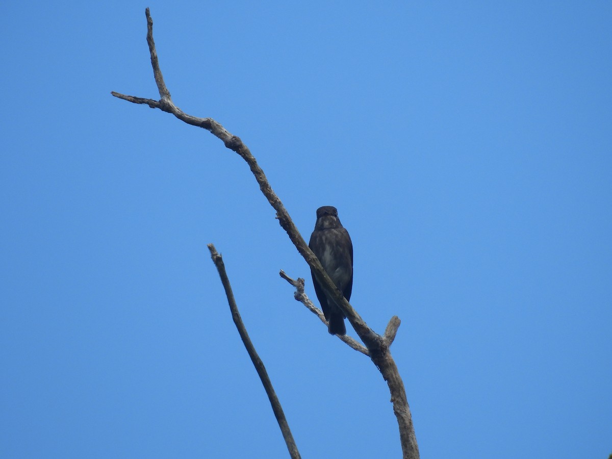 Sibirya Sinekkapanı - ML647767985