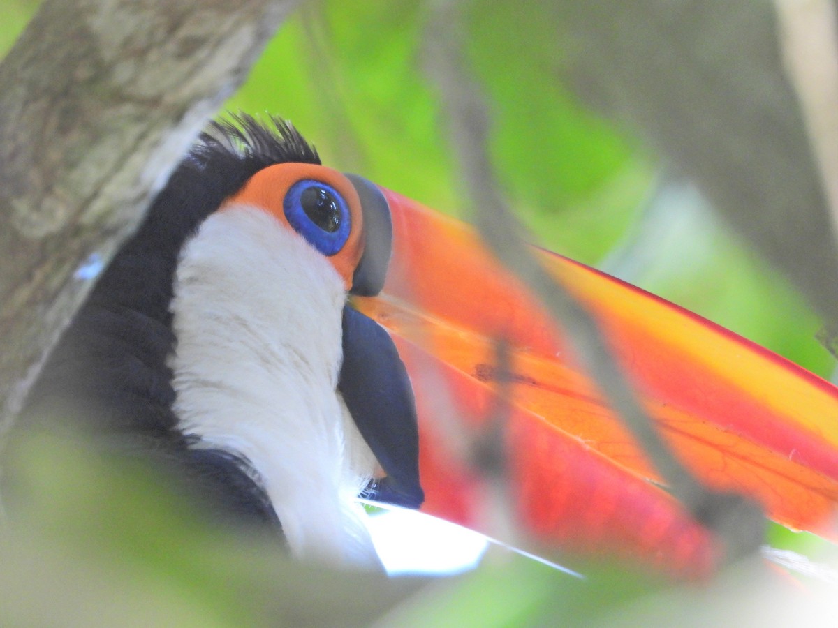 Toco Toucan - ML647767991