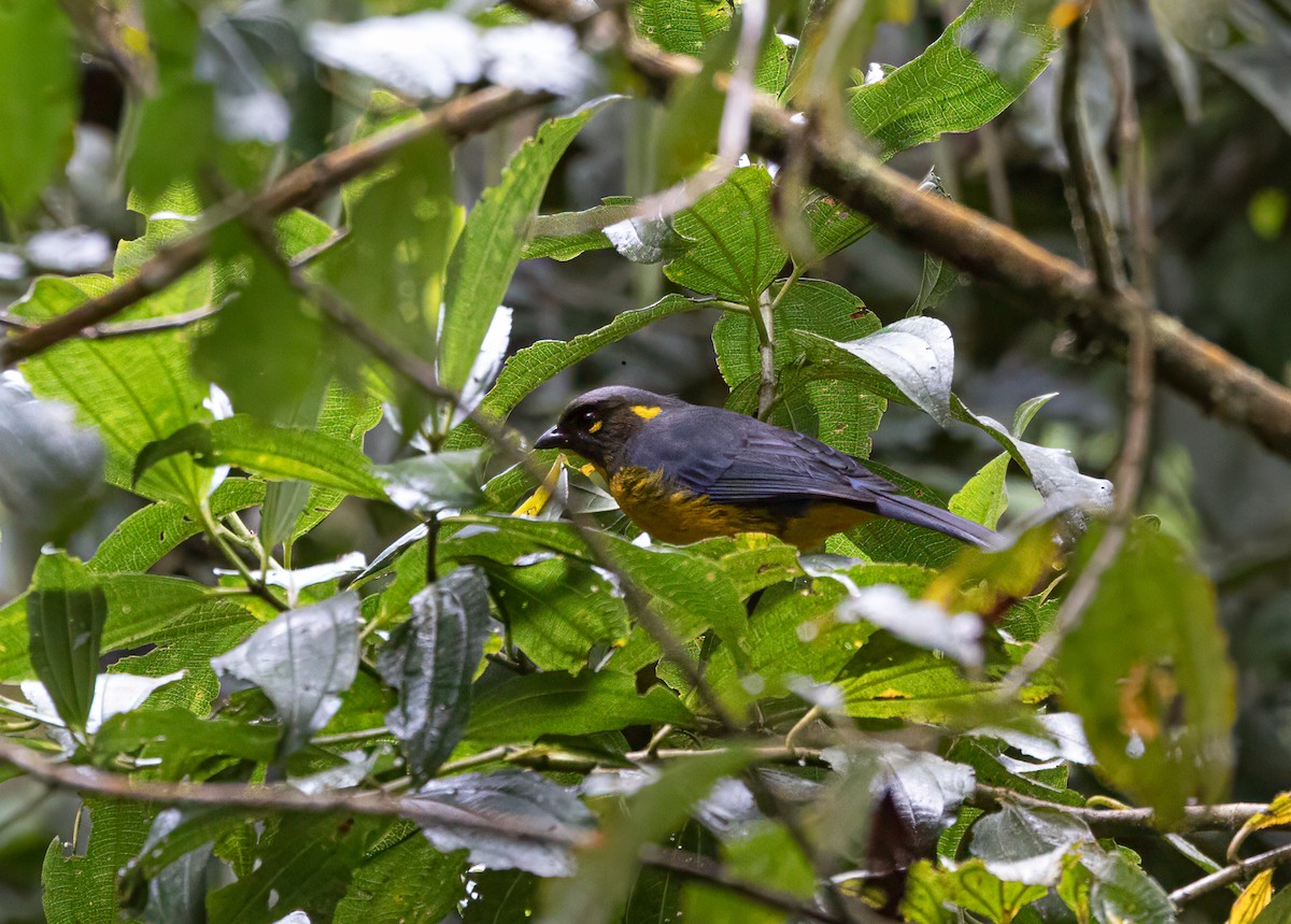 Lacrimose Mountain Tanager - ML647767997