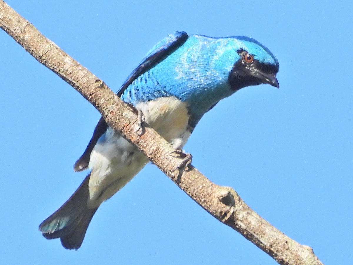 Swallow Tanager - ML647767998