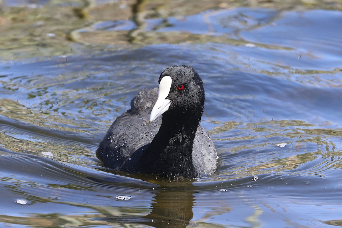 Kopetazuri arrunta - ML647768000