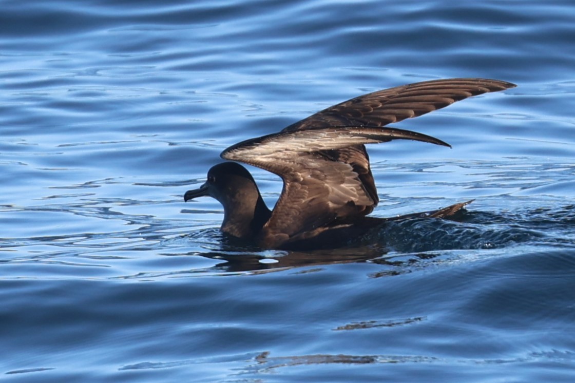 Gabai tasmaniarra - ML647768002