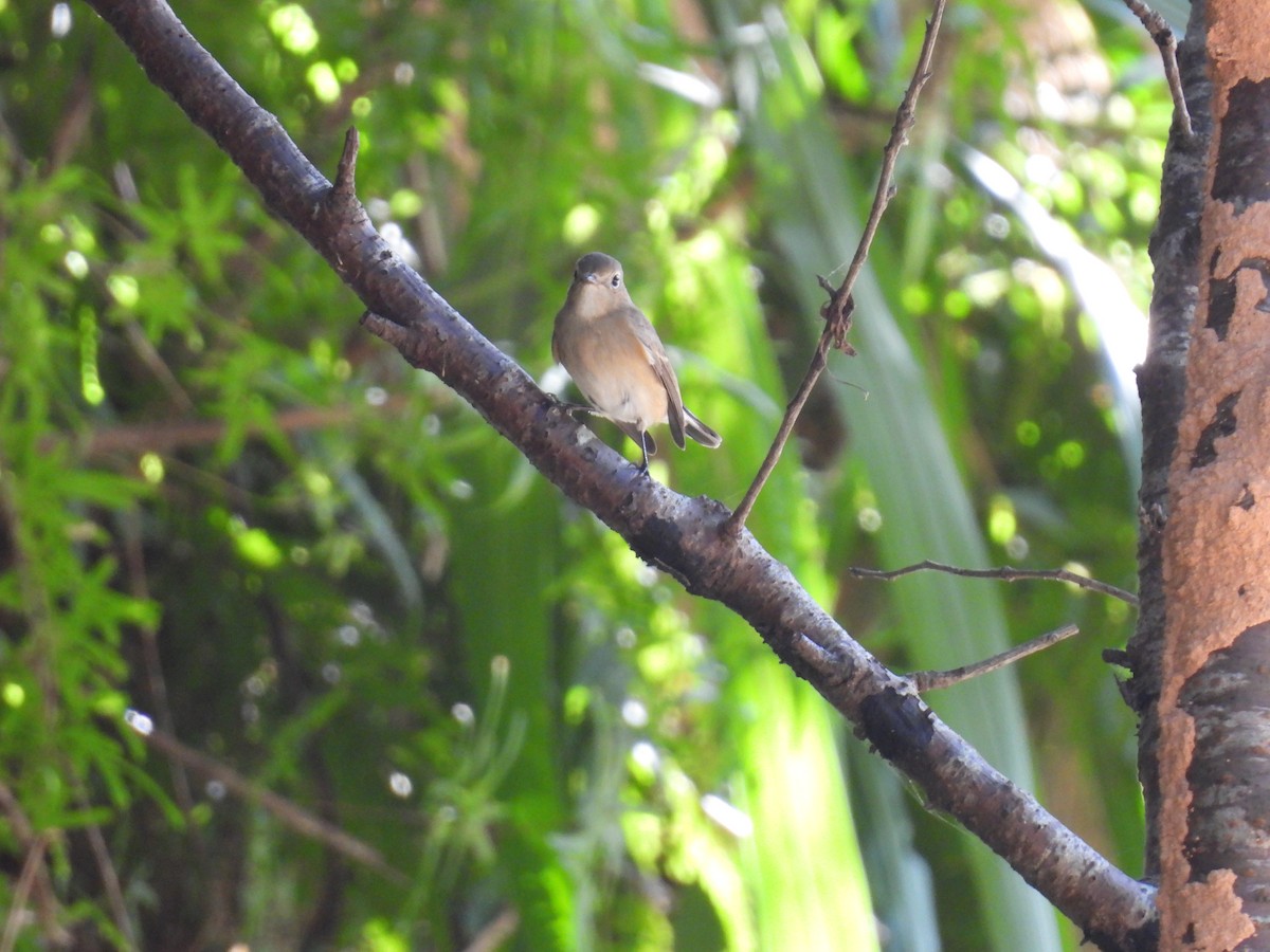 Taigako euli-txoria - ML647768006