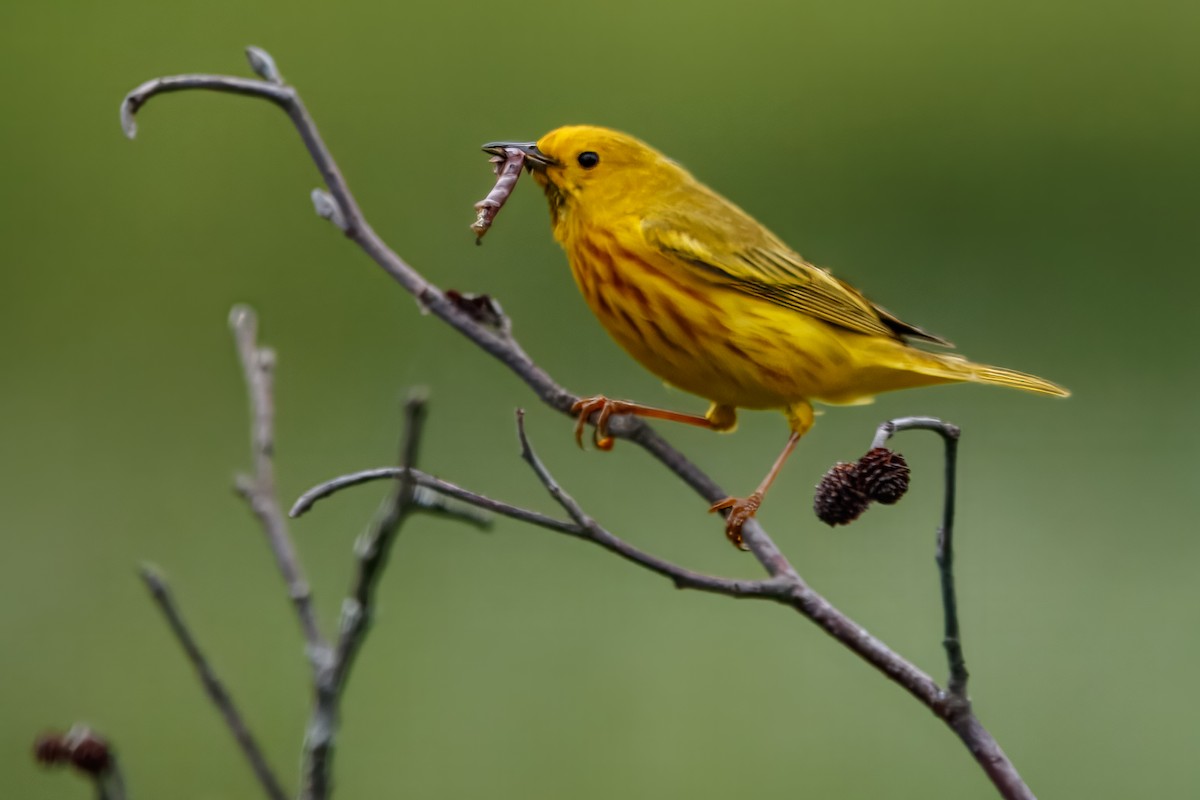 Northern Yellow Warbler - ML647768008