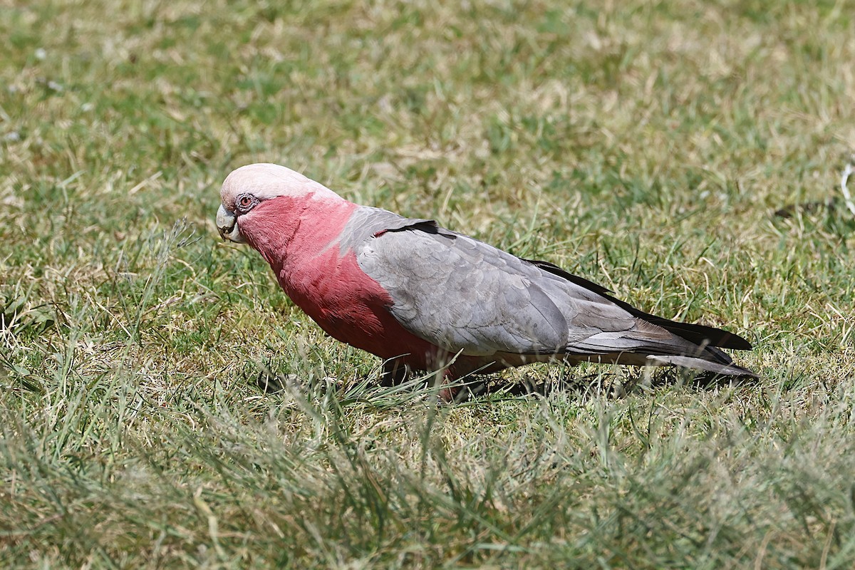 Galah - ML647768010
