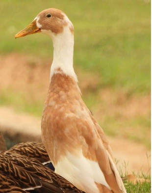 Basahatea (etxekoa) - ML647768011